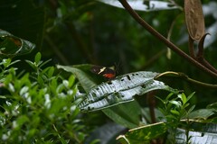 Heliconius clysonymus