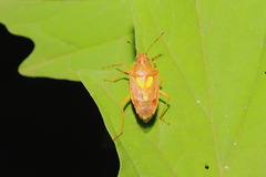 Oebalus insularis