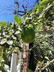 Crescentia cujete