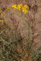 Senecio flaccidus douglasii