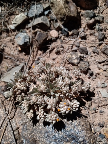 Gomphrena pumila