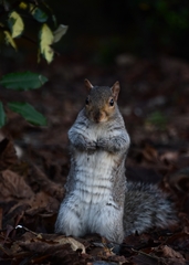 Sciurus carolinensis