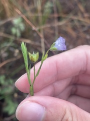 Linum bienne