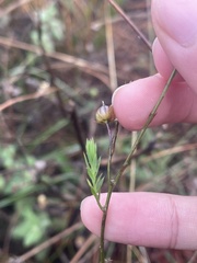 Linum bienne