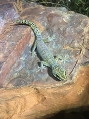 Oedura cincta