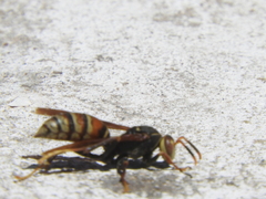 Polistes buyssoni