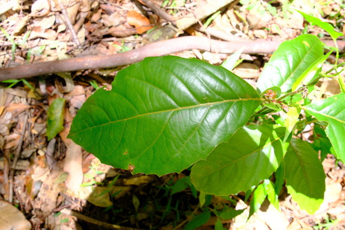 Image of Karrabina benthamiana by (c) Peter Crowcroft, some rights reserved (CC BY)