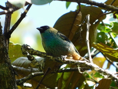 Tangara labradorides