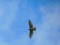 Buteo platypterus