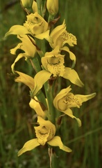 Chloraea lamellata