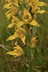 Chloraea lamellata