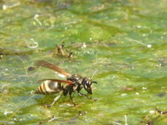 Brachygastra lecheguana