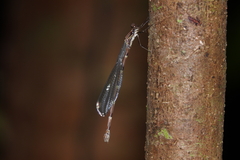 Chorismagrion risi