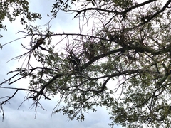 Tillandsia balbisiana