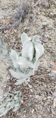 Eriodictyon tomentosum