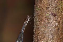 Chorismagrion risi