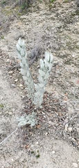 Eriodictyon tomentosum