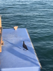 Leucophaeus fuliginosus