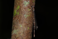 Chorismagrion risi