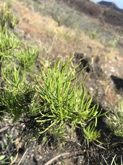 Darwiniothamnus tenuifolius