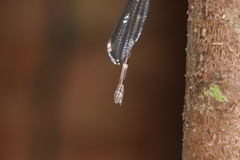 Chorismagrion risi