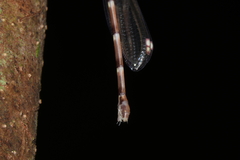 Chorismagrion risi