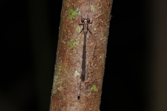 Chorismagrion risi