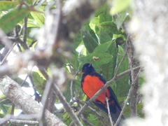 Anisognathus igniventris