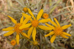 Senecio flaccidus douglasii
