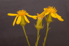 Senecio flaccidus douglasii