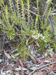Epacris