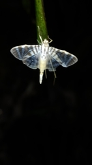 Spilomela