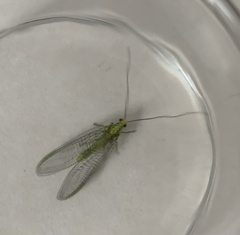 Italochrysa insignis