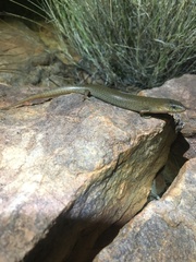 Cyclodomorphus melanops