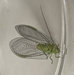 Italochrysa insignis