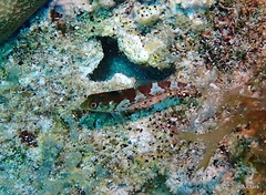 Malacoctenus triangulatus