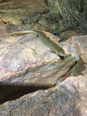 Cyclodomorphus melanops