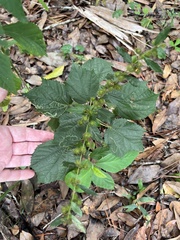 Triumfetta semitriloba