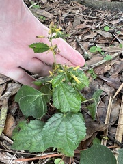 Triumfetta semitriloba