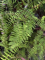 Gleichenia