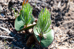 Leucadendron platyspermum