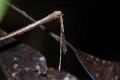 Chorismagrion risi