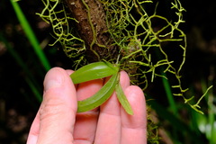 Sarcochilus falcatus