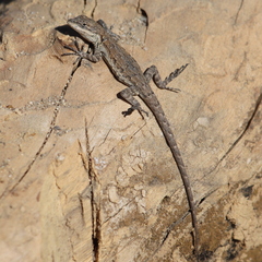 Urosaurus nigricauda