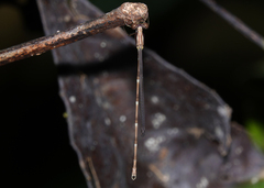 Chorismagrion risi