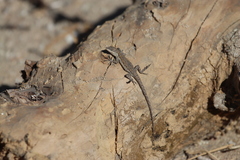 Urosaurus nigricauda