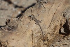 Urosaurus nigricauda