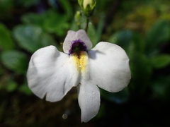 Mazus radicans