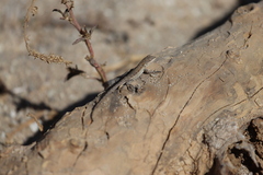 Urosaurus nigricauda