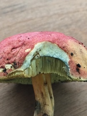 Boletus subfraternus